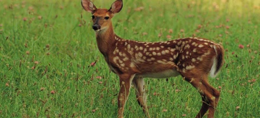 Oh, Deer: How to Protect Parent SI from Your Family - Ticks