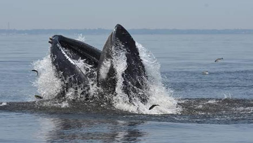 Whales and dolphins spotted off coasts of New York and Massachusetts