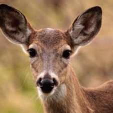 deer looking at camera