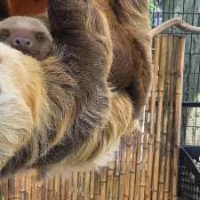 sloths in zoo cage