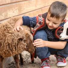 Little boy at petting zoo