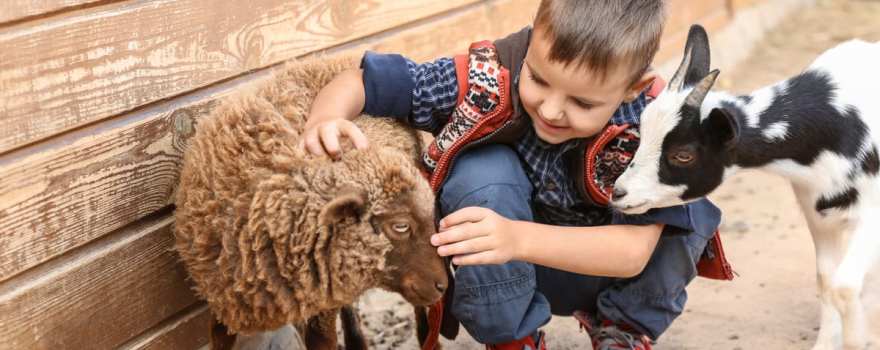 Little boy at petting zoo