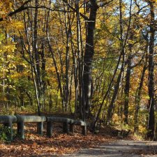 fall trees