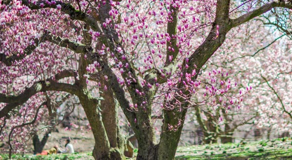 cherry blossom NY Botanical Garden