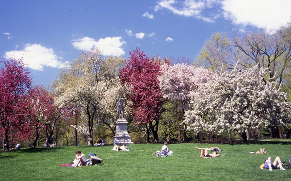 cherry blossoms in Central Park