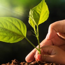 hands holding leaves