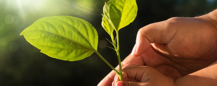 hands holding leaves