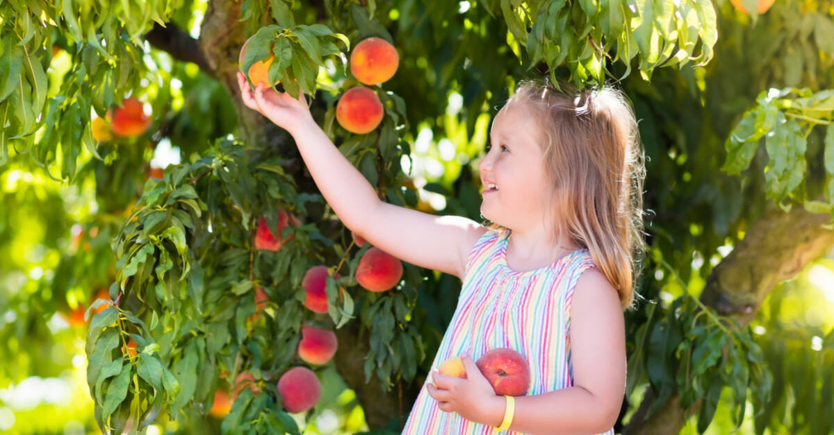 Peach Picking NJ These are the Best Pick Your Own Orchards for Staten