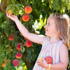 girl peach picking