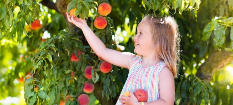 Peach Picking NJ: These are the Top 5 Places Go Near Staten Island