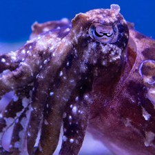 cuttlefish at aquarium