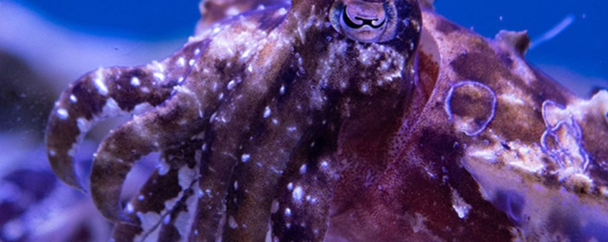 cuttlefish at aquarium