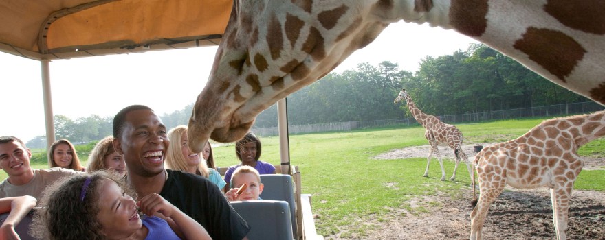 friendly giraffe encounter with humans