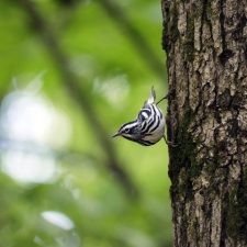 small bird on the side of a tree