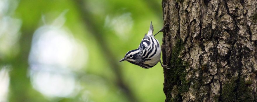 small bird on the side of a tree