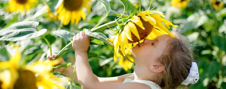 little girl with sunflowers