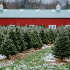 Christmas Tree Farms NJ Staten Island