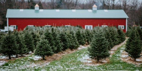 Christmas Tree Farms NJ Staten Island