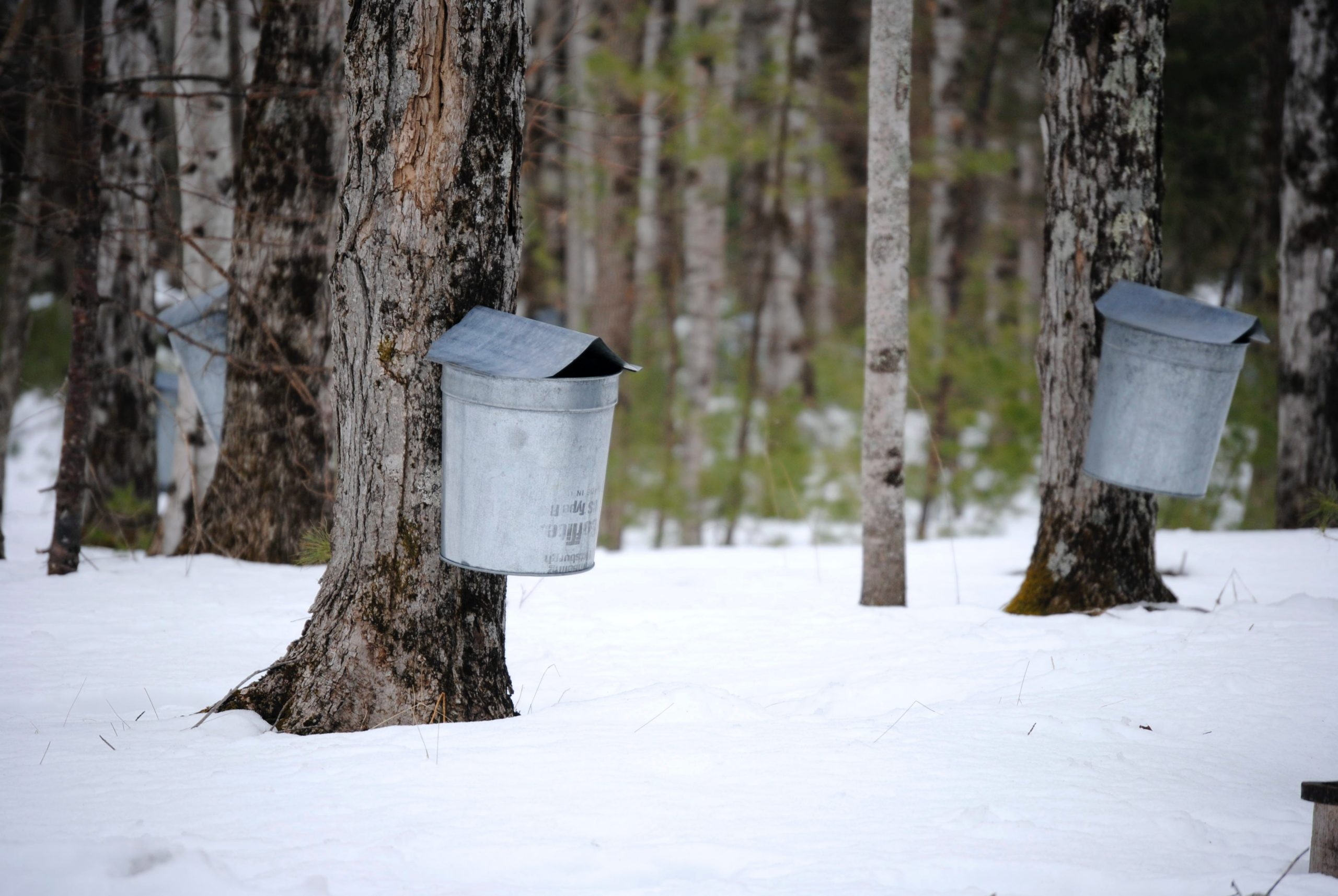 Family Nature Club: Maple Syruping