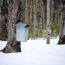 Maple sugaring buckets on trees in the snow.