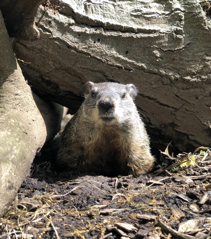 Groundhog Day in NYC SI Parent