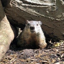 a groundhog