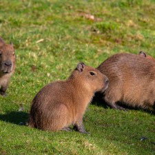 A group of capybaras