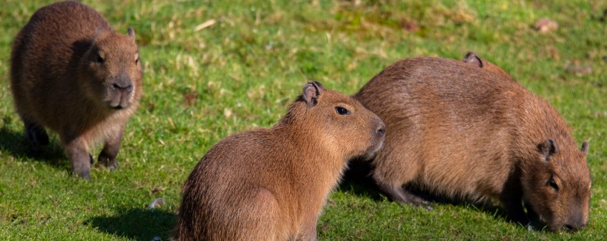 A group of capybaras