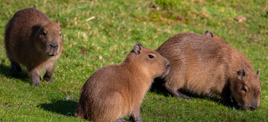 Here’s Where You Can See a Capybara in NYC and Nearby