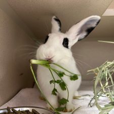 a pet bunny chewing vegetables