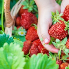 Go strawberry picking near Staten Island.