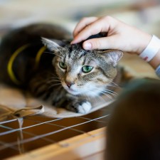 A child petting a cute cat between the ears. There are many ways for helping your child through the loss of a pet.