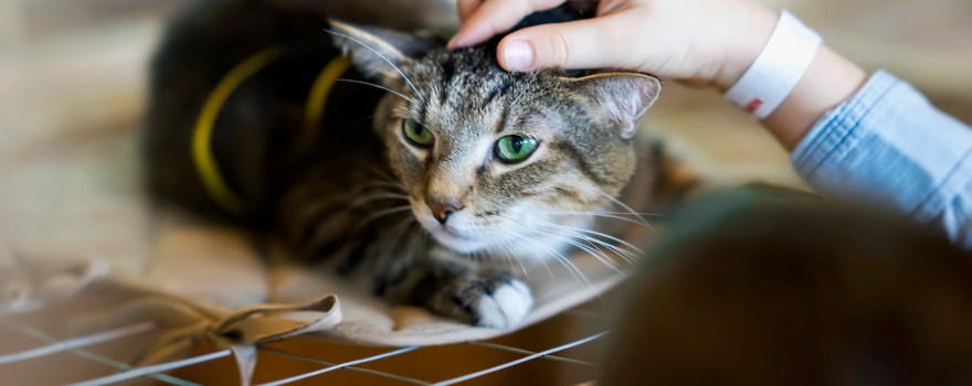 A child petting a cute cat between the ears. There are many ways for helping your child through the loss of a pet.