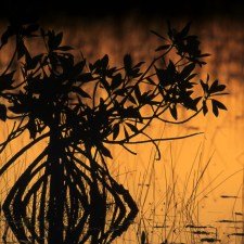 Florida mangroves at sunset.