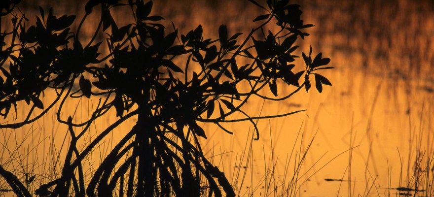 Visiting Florida? Impress Your Kids with these 10 Fun Facts About Mangroves