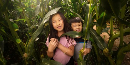 Corn Mazes Staten Island