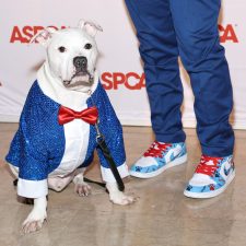 A white dog, who is ASPCA’s Dog of the Year, wearing a fancy blue tuxedo