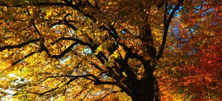 Where to Go Fall Leaf Peeping in Staten Island, NYC and Hudson Valley