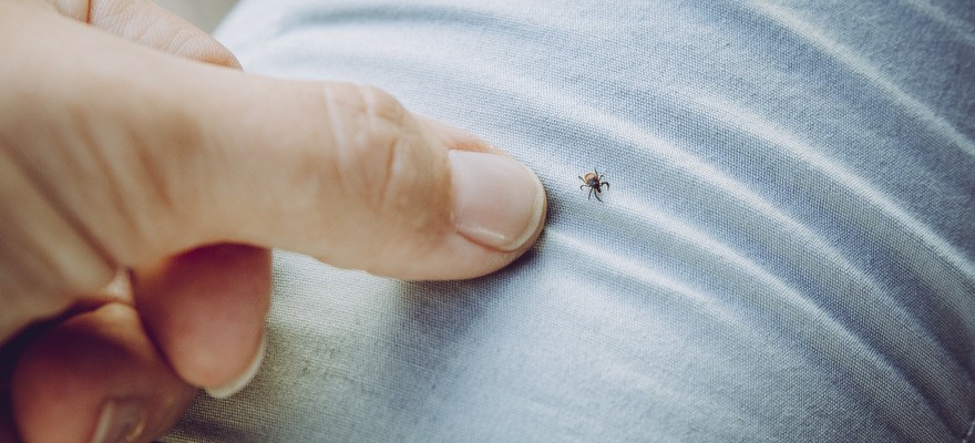 Oh, Deer: How to Protect Your Family from Ticks